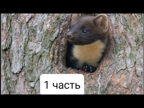 Видео: Охота на куницу. Эпизоды сезона 2023-24 гг (1 часть)