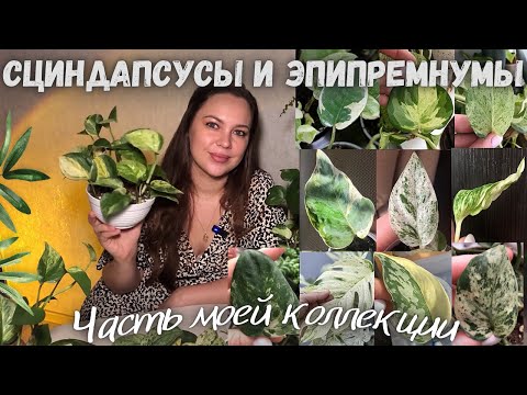 Видео: Сциндапсусы и эпипремнумы. Часть моей коллекции. Обзор разных видов.