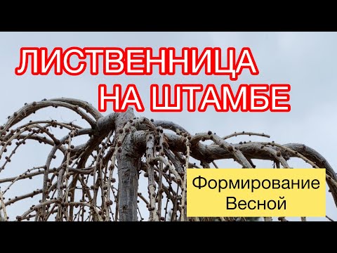 Видео: ЛИСТВЕННИЦА ШТАМБ ФОРМИРОВАНИЕ