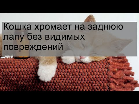 Видео: Кошка хромает на заднюю лапу без видимых повреждений