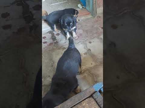 Видео: наш первый прикорм щенкам таксы, щенки таксы 1 месяц