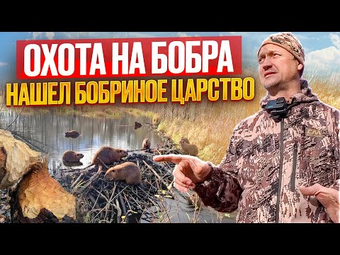 Видео: БОБРОВ НЕ СОСЧИТАТЬ // ОХОТА НА БОБРА С ТЕПЛЯКОМ