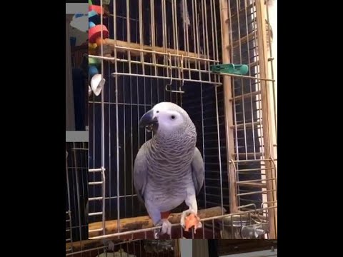 Видео: Попугай Тимоша. Деловая беседа.