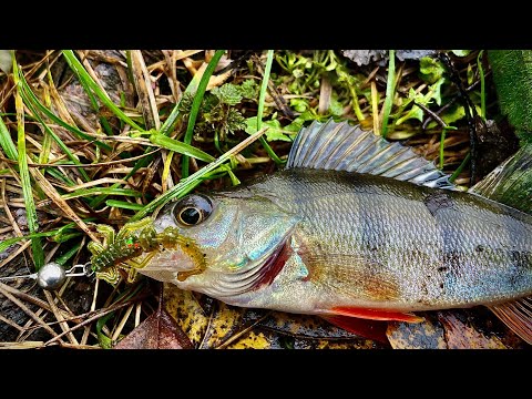 Видео: ПРИМАНКИ на ОКУНЯ ручной работы. ТЕСТИРУЕМ по холодной воде с ультралайтом