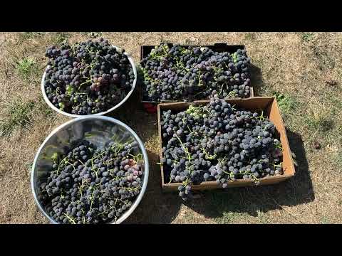 Видео: США. Собираю виноград.  Делаю сок.  Сентябрь 2025Collecting grapes. I'm making juice. September 2025