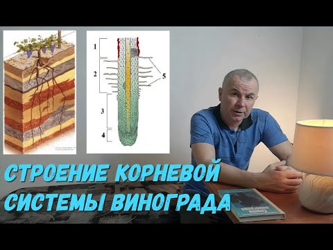 Видео: Строение корневой системы винограда