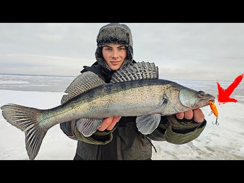 Видео: ОДЕЛ ЭТОТ ВИБ И НАЧАЛИ ЛУПИТЬ СУДАКИ! ЛОВЛЯ СУДАКА ЗИМОЙ НА ВИБЫ. Зимняя рыбалка 2022