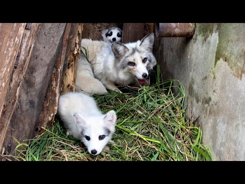 Видео: Лисица 🦊 не могла кормить детёнышей, поэтому я решил помочь вырастить их. 🦊🥰❤👍👍👍