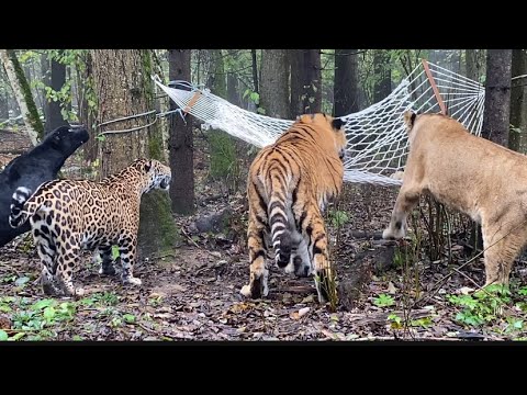 Видео: ТИГР, ЛЬВИЦА И ЯГУАРЫ ДЕЛЯТ ГАМАК в Подмосковном Сафари-парке.