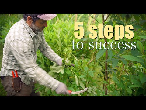 Видео: Управление синтропическим агролесоводством за 5 простых шагов