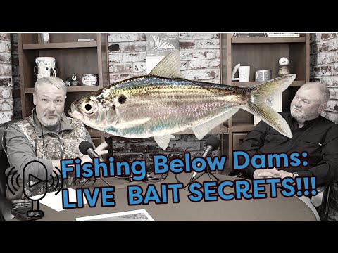 Видео: Ловля на живца под плотинами: советы от бывшего егеря! (Секреты ловли сома и полосатого окуня)