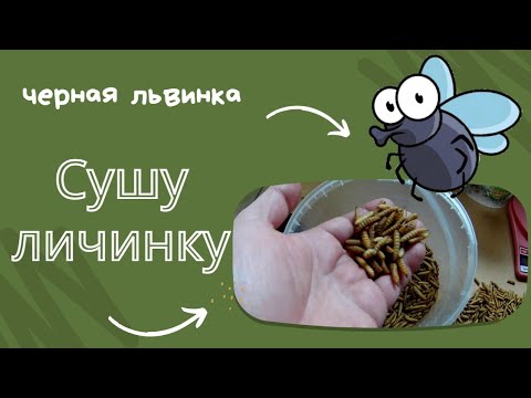 Видео: Сушу личинку черной львинки в микроволновке