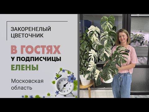 Видео: В гостях у прекрасной Елены в МО. Монстеры, еще монстеры и еще монстеры, и немного других растений.