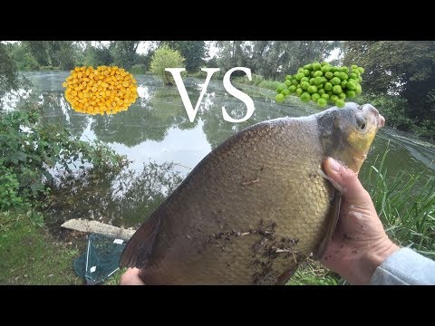 Видео: Рыбалка на поплавок. Кукуруза против гороха.