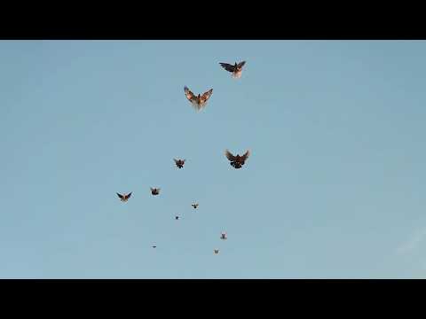 Видео: Мелитопольские голуби есть в Кропивницком или нет?