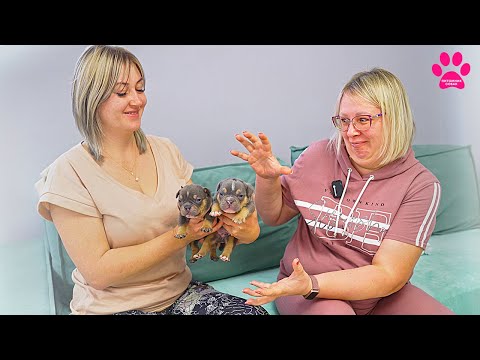 Видео: Ничего себе какие щенки! Обзор 19 щенков рожденных в один день! Щенкам бульдогов и булли 21 день!