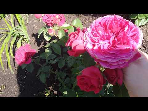 Видео: Розы//Гертруда Джекил, Дистант драмс, Боскобель, Поль бокус, Крокус роуз, Тизинг Джорджия