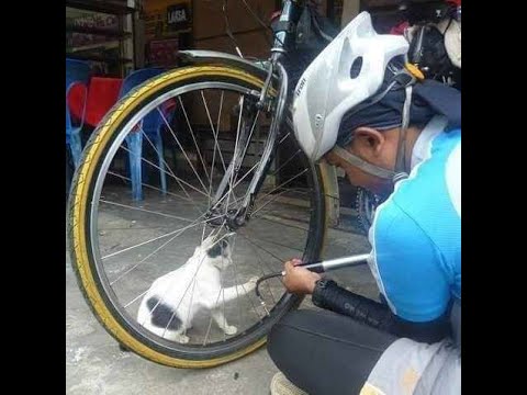 Видео: 😺 Без кота не разобраться! 🐈 Видео смешных кошек и котят! 😻