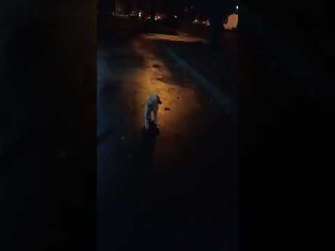 Видео: 16.11.2024 Несси 🐕 