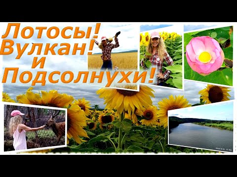 Видео: Лотосы,Барановский вулкан ,подсолнухи,а олень точит огурцы )) 08.08.2020