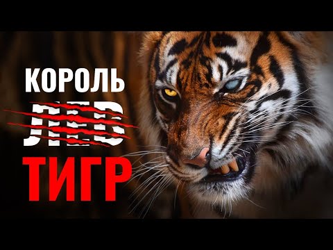 Видео: Биология Самой Сильной Кошки на Планете