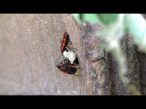 Видео: Клоп-солдатик любит грецкий орех / пожарник