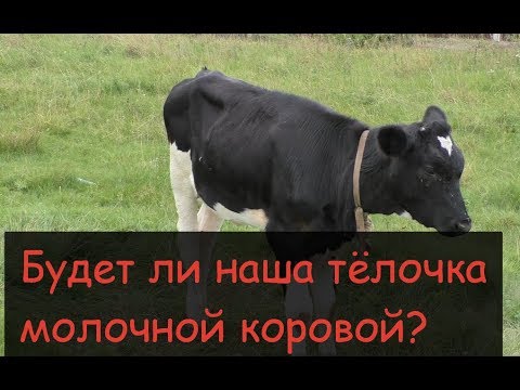 Видео: Как вырастить тёлочку на корову// Массаж вымени тёлки//