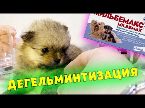 Видео: Щенкам шпица 29 дней. Первая дегельминтизация собак. Чем и когда глистогоним собак. Щенкам 1 месяц