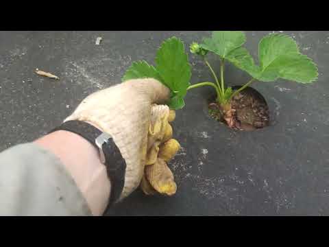 Видео: Зачем удалять первые цветоносы на НСД сортах клубники