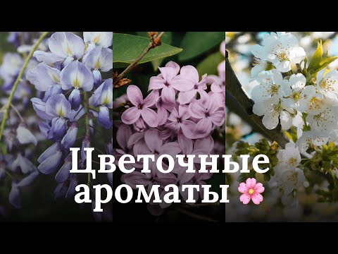 Видео: ЦВЕТОЧНЫЕ АРОМАТЫ | FLOWER FRAGRANCES | RENARD NOIR