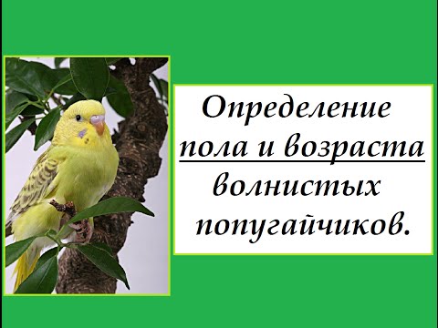 Видео: Определение пола и возраста волнистых попугайчиков