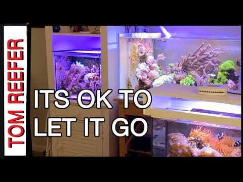 Видео: Рифовый аквариум (КАК СОХРАНИТЬ РИФОВЫЙ АКВАРИУМ, НИЧЕГО НЕ ДЕЛАЯ)