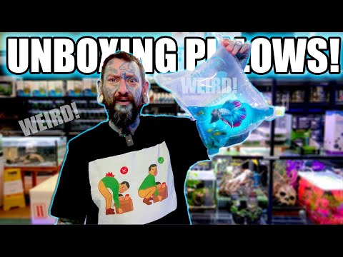 Видео: РАСПАКОВКА 50 СТРАННЫХ СИНИХ ПОДУШЕК С РЫБАМИ!
