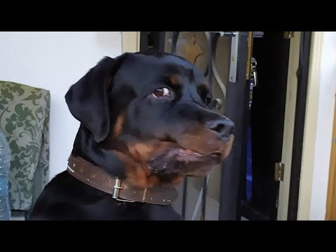 Видео: Играем в новый мячик