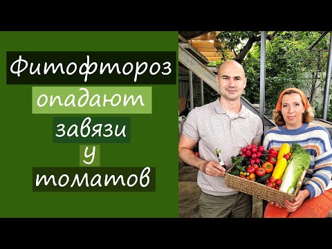 Видео: Фитофтороз, опадают завязи у томатов