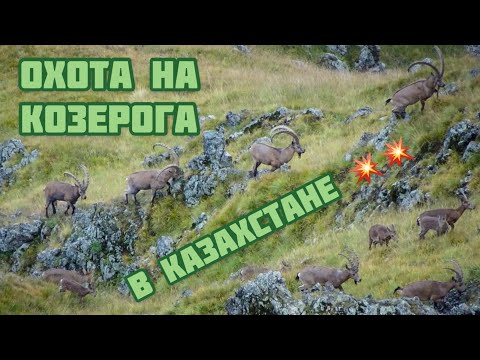 Видео: Охота на трофейного козерога 2021 💥💥 Trophy hunting in Kazakhstan- ibex 2021💥💥