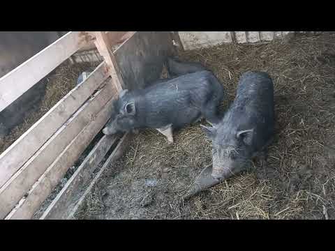 Видео: #вьетнамские #свинки разочарование или #свинки для души