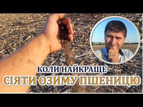 Видео: Коли найкраще сіяти пшеницю
