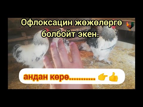 Видео: Жөжөлөр оңой менен айыкпай койгондо, башка чара колдондум!