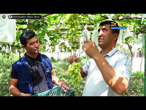 Видео: Марказ айылы. Менин айылым.