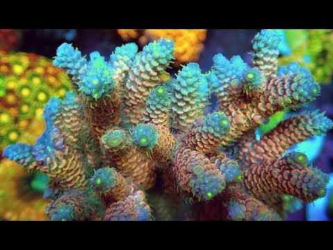 Видео: "Рифовый Аквариум" Полипы Акропор. Часть 40