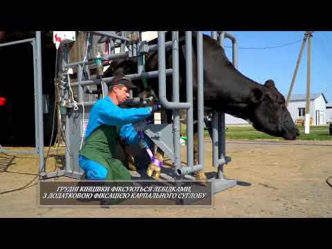 Видео: Станок фіксаційний (копитний) для розчистки копитець ВРХ