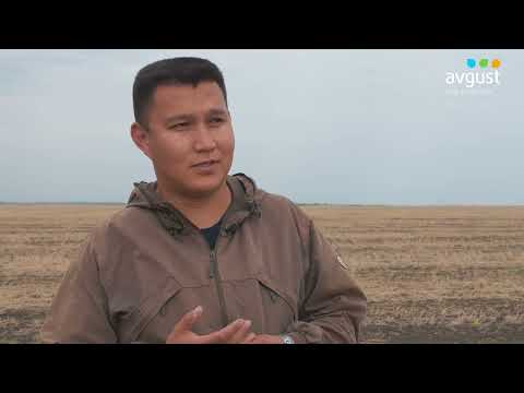 Видео: Осенняя обработка полей глифосатом в ПК «РосБидай» N°4 #агроказахстан #обработкапочвы