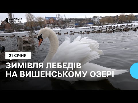 Видео: "Для них не так страшний холод, як голод": як у Вінниці на Вишенському озері зимують лебеді