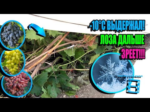 Видео: ТЕПЛАЯ ОСЕНЬ, НОЧЬЮ ЗАМОРОЗКИ -10°C. КАК СОХРАНИЛ ВИНОГРАД ОТ ЗАМОРОЗКОВ? СЕВЕРНЫЙ ВИНОГРАДНИК 24-30