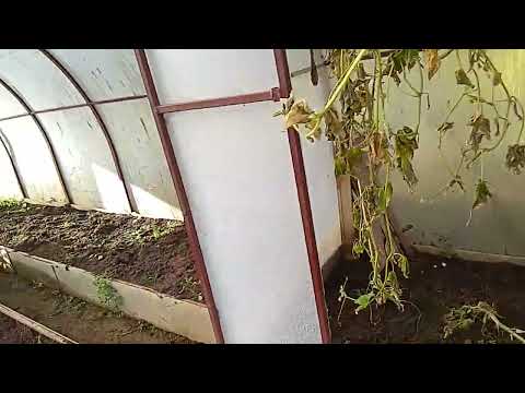 Видео: Видео с огорода.