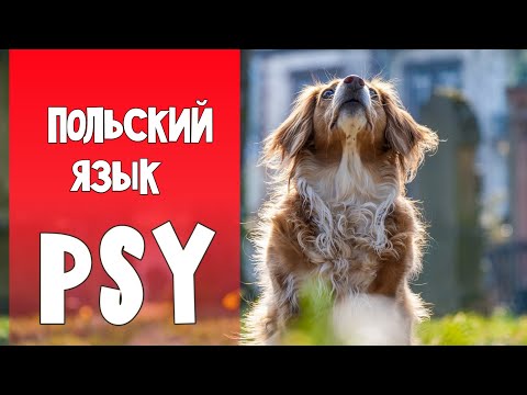 Видео: 79 Собаки. Польский язык самостоятельно