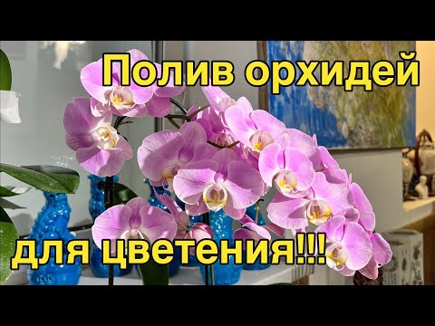Видео: Dana Protasova: пышное цветение орхидей дома! 🔥🔥🔥