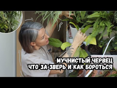 Видео: Мучнистый червец - что за вредитель, как узнать, где искать и как бороться