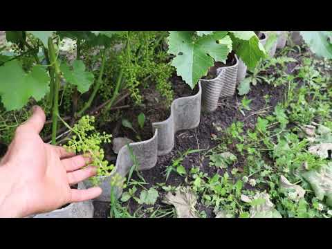Видео: Как завязался виноград. Нужен ли весенний разгон?!